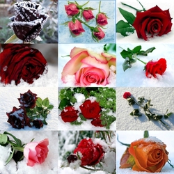 Пазл: Зимние розы