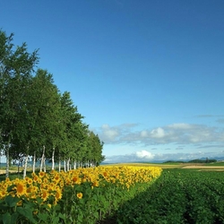 Пазл: Подсолнухи