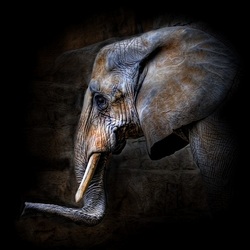 Пазл: Портреты животных. Слон