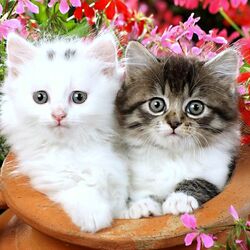 Пазл: Кошечки в горшке
