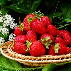 Пазл: Садовая клубника