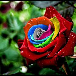 Пазл: Роза