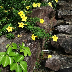 Пазл: Желтые цветочки