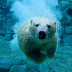 Пазл: Под водой