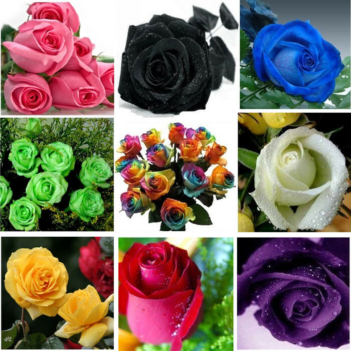 Какие есть розы по цвету. Какими цветами бывают розы. Все цвета роз. Розы разных сортов и расцветок. Существующие цвета роз.