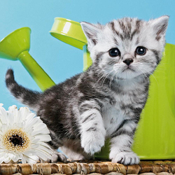 Пазл: Котенок