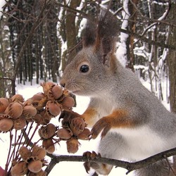 Пазл: Любопытная белка