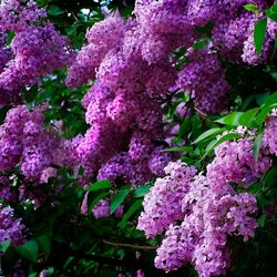 Пазл: Сирень