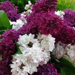 Пазл: Сирень