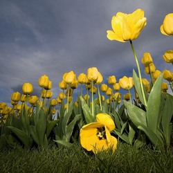 Пазл: Поле жёлтых тюльпанов