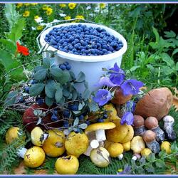 Пазл: Лесные дары