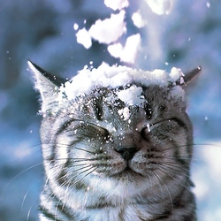 Пазл: Снег кружится, летает, летает...