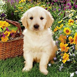 Пазл: Щенок