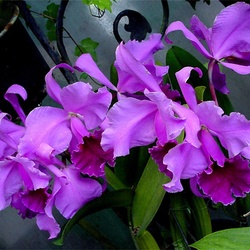 Пазл: Орхидеи