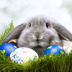 Пазл: Кроль