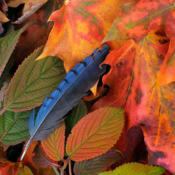 Пазл: Птицы улетели