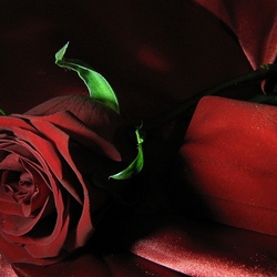 Пазл: Романтический комплимент