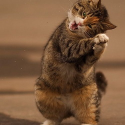 Пазл: Танцующий котик