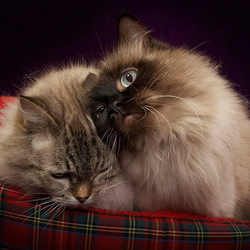 Пазл: Нежность