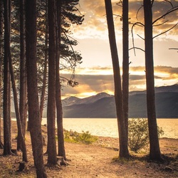 Пазл: Лесной рассвет