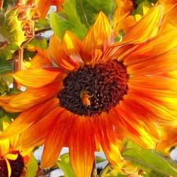 Пазл: Подсолнечник