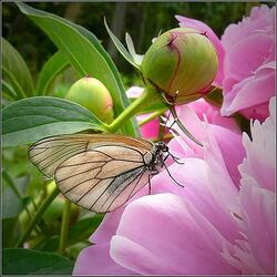 Пазл: Флора и фауна