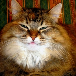 Пазл: Домашняя любимица