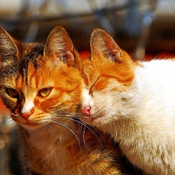 Пазл: Нежность