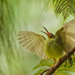 Пазл: Райская птица