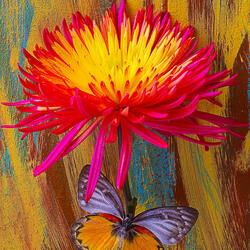 Пазл: Цветок и бабочка