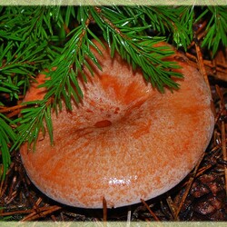 Пазл: Грибочек