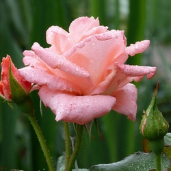 Пазл: Роза в саду