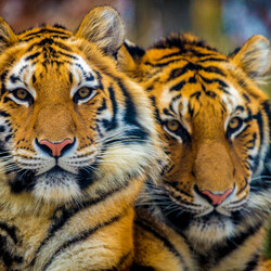 Пазл: Красивая пара