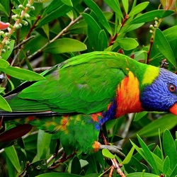 Пазл: Многоцветный лори