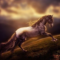 Пазл: Прекрасный конь