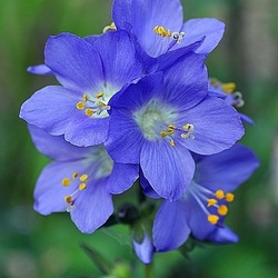 Пазл: Синюха голубая