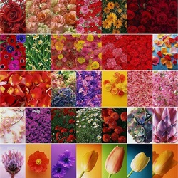 Пазл: Цветы