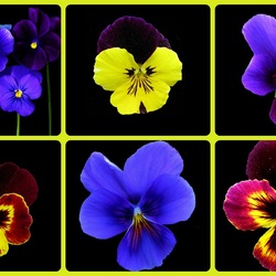 Пазл: Виолы