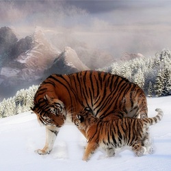 Пазл: Тигры