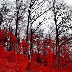 Пазл: Кроваво-красный лес