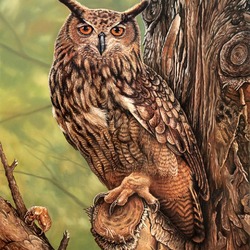 Пазл: Филин