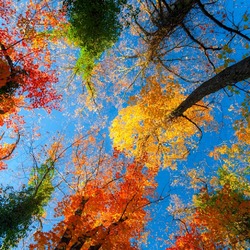 Пазл: Голубое небо