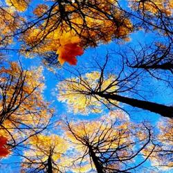 Пазл: Небо голубое