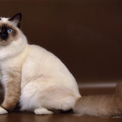 Пазл: Кошка породы Священная бирма