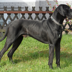 Пазл: Немецкий дог