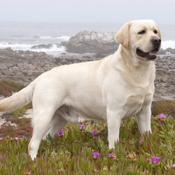 Пазл: Лабрадор-ретривер