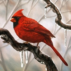 Пазл: Кардинал