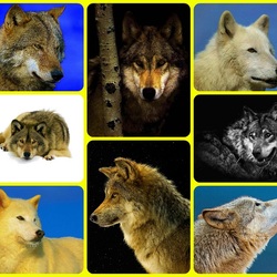 Пазл: Волки