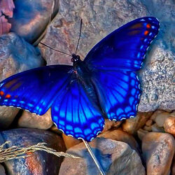 Пазл: Синяя красавица