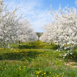 Пазл: Цветущий сад